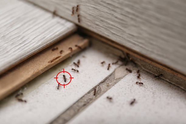 Best Wasp Removal Services  in Owatonna, MN